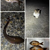 ウミタナゴん°･🐠