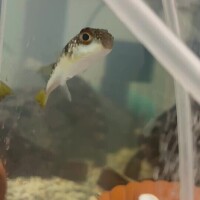 仲間入りっᕷ*.°