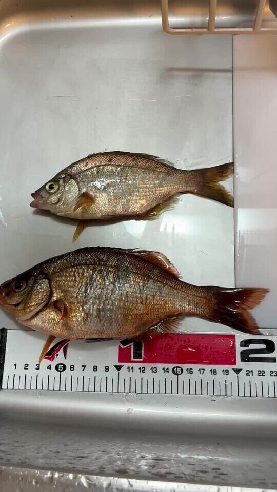 タナゴ飯🐟‪˜˷🌟
