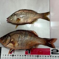 タナゴ飯🐟‪˜˷🌟