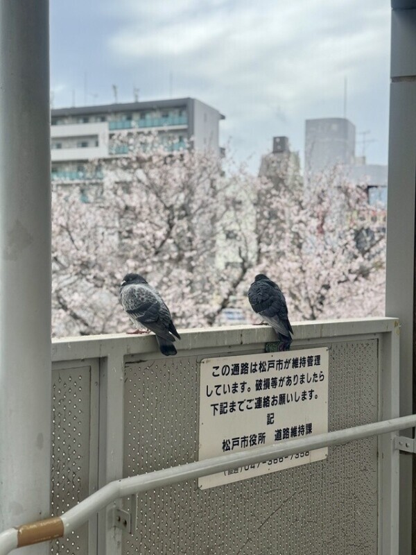 花見する鳩🐦🌸