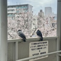 花見する鳩🐦🌸