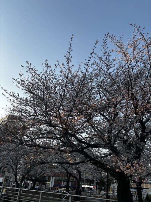 次回は日曜日11時から🌸