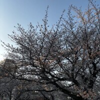 次回は日曜日11時から🌸