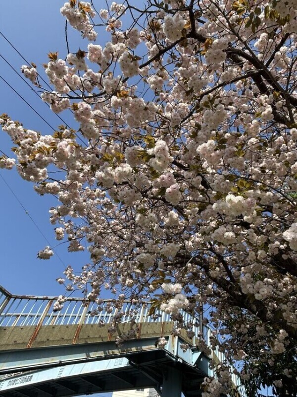 可愛い色の🩷ྀི 八重桜ちゃん🥹💞