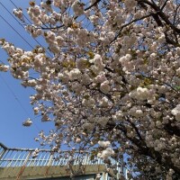 可愛い色の🩷ྀི 八重桜ちゃん🥹💞