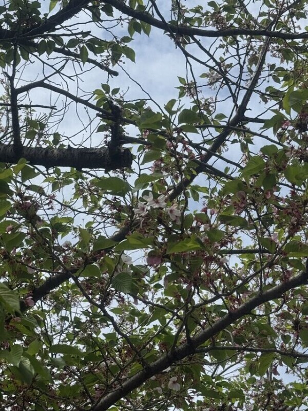 生き残りの桜！🌸