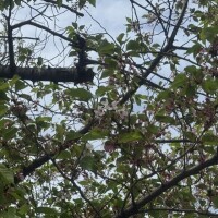 生き残りの桜！🌸