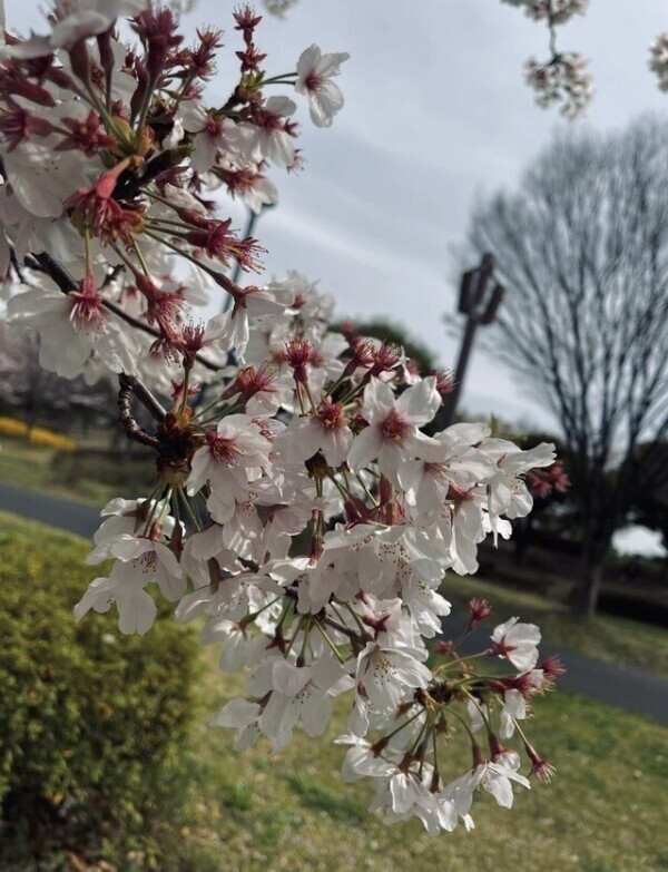 見れたかな〜？🌸