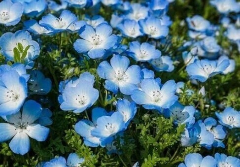 ネモフィラって可愛いし綺麗だな〜🌼💙