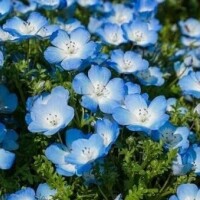 ネモフィラって可愛いし綺麗だな〜🌼💙