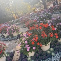 お天気お天気࿐⋆*