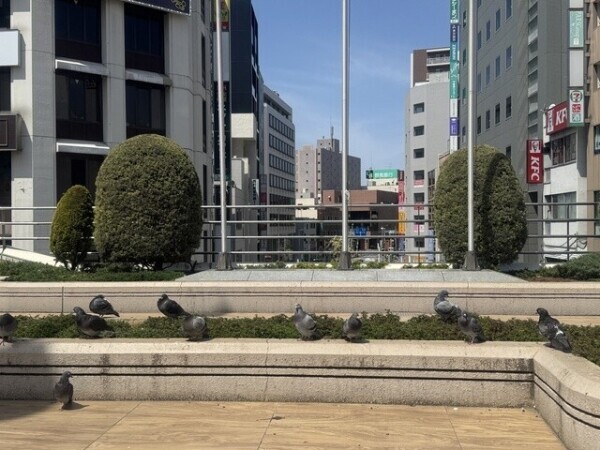 鳩見🐦