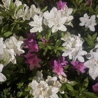 御礼日記＊SZKさま