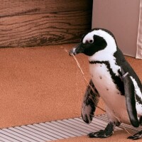 てくてく、グモ二☀️︎︎☁