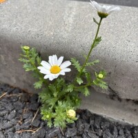 最近ムダにモテ期