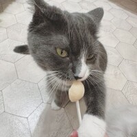 なんでこうなった🐱🐾