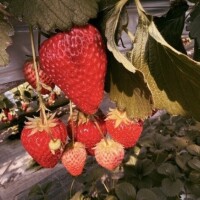 今日朝から🪐グモニモニ