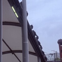 ごめんね、鳩さん