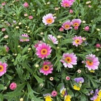 今日は曇ったり晴れたり。