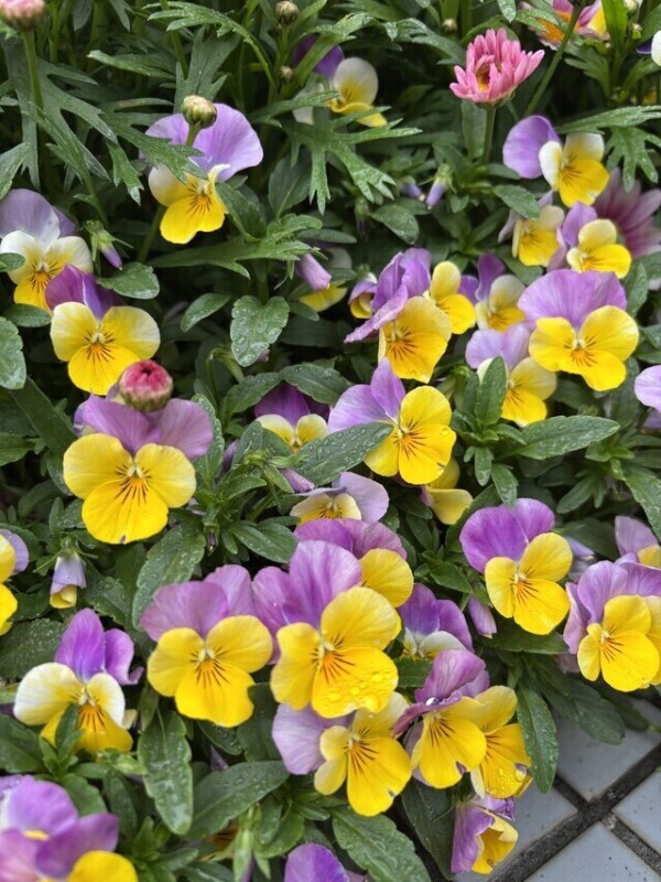花って風邪ひかないのかな？？