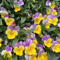 花って風邪ひかないのかな？？