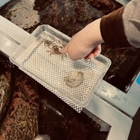 カニと手合わせ🦀