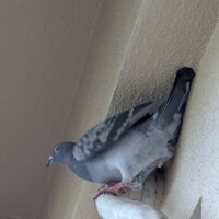 只今待機中〜♡あぁーこわい！