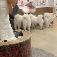 犬派ですか？猫派ですか？