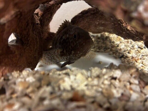 テリトリー🐟、？