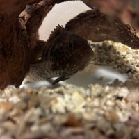テリトリー🐟、？