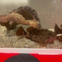 威嚇(｢´･д･)｢ ｼｬｰ🦈