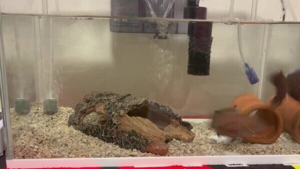 ハタマタ°･🐠⚠️音量⚠️