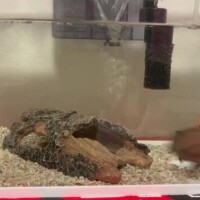 ハタマタ°･🐠⚠️音量⚠️