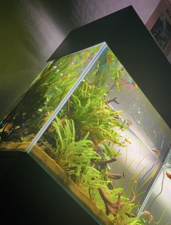 実は🐡🌱‬