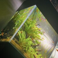 実は🐡🌱‬