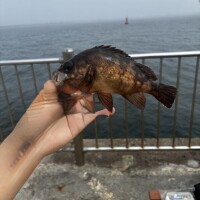 メバルン釣るんᕷ*.°