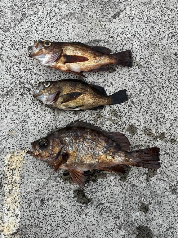 さかなたち🐟‪˜˷