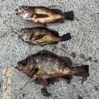さかなたち🐟‪˜˷