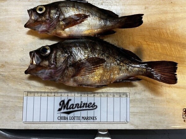 22cm🐟