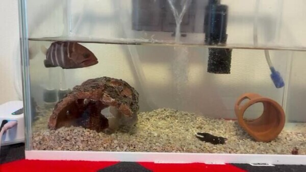 朝ごはん🐟