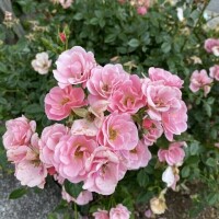 おはようございます♡
