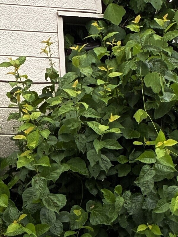 きてるね、きてるね๛꜀꒰ ⌂꜀ ꜆꒱꜆