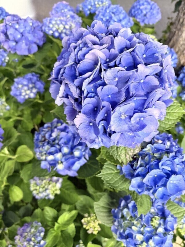 紫陽花💠🌿‬ ܸ💠🌿‬ ܸ💠🌿‬ ܸ💠🌿‬ ܸ