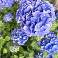 紫陽花💠🌿‬ ܸ💠🌿‬ ܸ💠🌿‬ ܸ💠🌿‬ ܸ