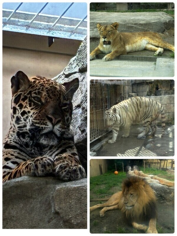 タイガー近くでミタイガー🐯