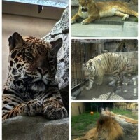 タイガー近くでミタイガー🐯