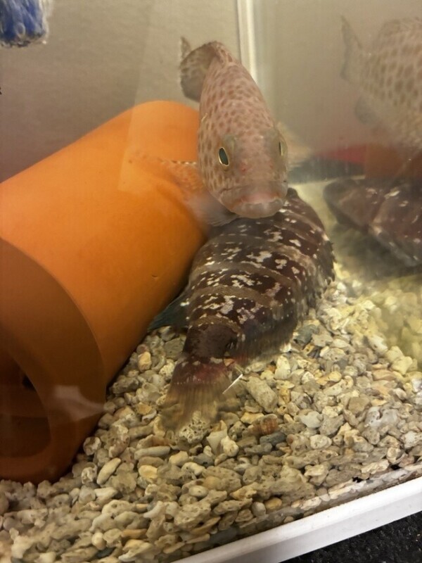 マハタ→ヒラメ_(·▷．_ )_