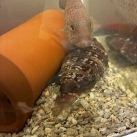 マハタ→ヒラメ_(·▷．_ )_