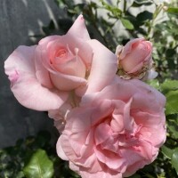 おはようございます♡